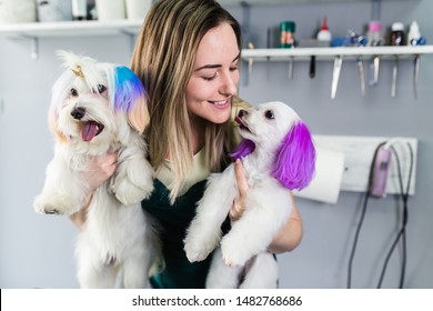 Maltese Dog At Grooming Salon. Groomer Dyeing Dog's Hair Using Pet Hair Dye.