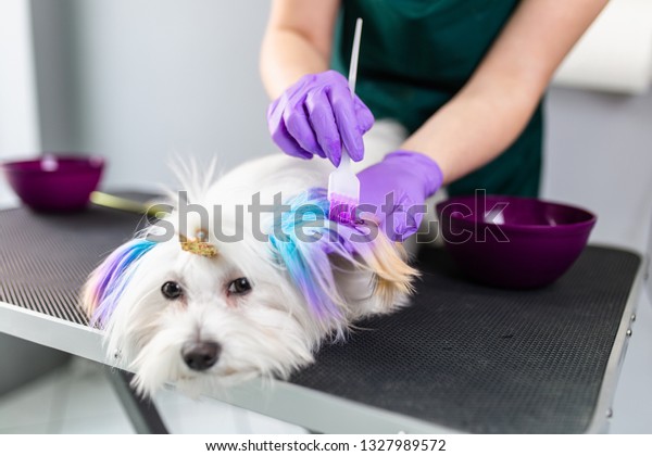 グルーミングサロンのマルタの犬 ペットの染毛剤を使って犬の毛を染めるグローマー の写真素材 今すぐ編集
