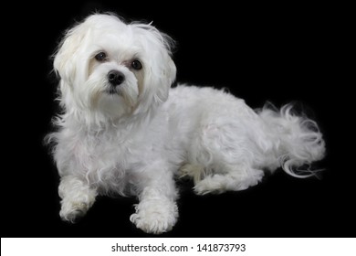 Maltese Dog  Isolated On The Black Background