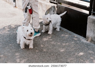 Maltese dog on a street walk with its owner - Powered by Shutterstock