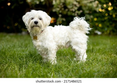 Maltese dog, pet, white puppy in garden, summeritme - Shutterstock ID 2171486521