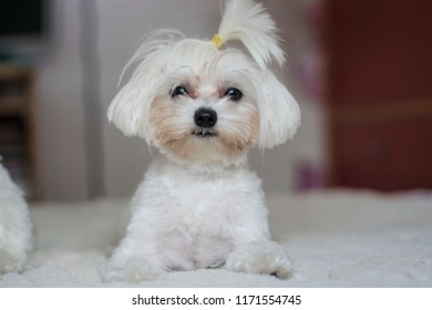 Maltese Dog Puppy