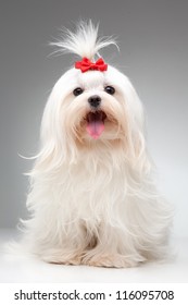 Maltese Dog With Red Bow On Head