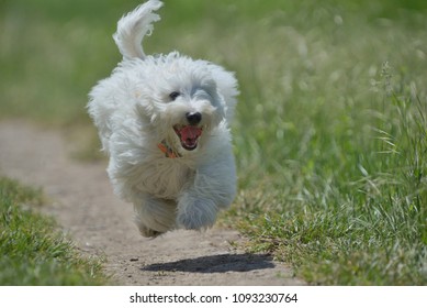 Maltese Dog Running And Jumping