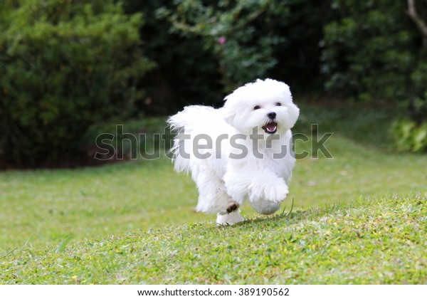 Maltese Dog Running / A white maltese dog\
running on green grass and plants\
background