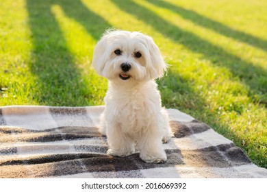 Maltese dog sits on a blanket and looks at the camera on a picnic in a park with sunlight. Background with copy space.