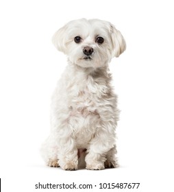 Maltese Dog Sitting Against White Background