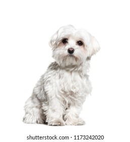 Maltese Dog Sitting, Isolated