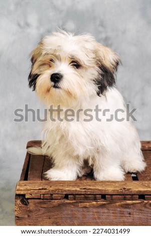 Maltese dog sitting on wooden box