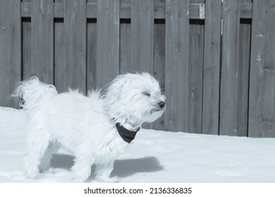 Maltese Dog In The Snowy Backyard On A Windy Day