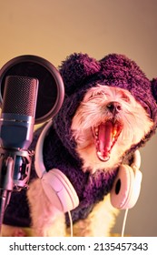 Maltese dog yawning in front of a microphone, wearing headphones around its neck and a dark blue hood, isolated