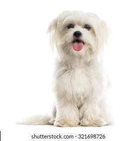 white maltese terrier