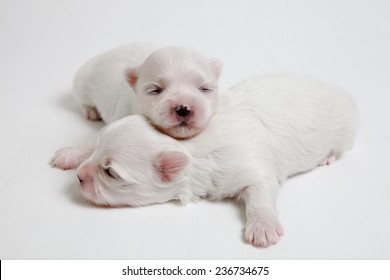 Maltese Lap Dog Puppies At The Age Of Two Weeks