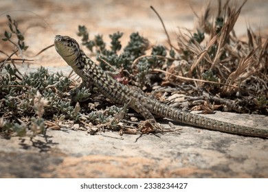 The Maltese Lizard  also known as Podarcis filfolensis  is fascinating reptile species found exclusively in the Maltese Islands  including Malta  Gozo    Comino 