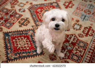 Maltese Mix