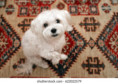 Maltese Mix