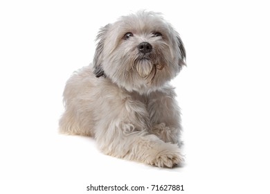 Maltese Mix Dog