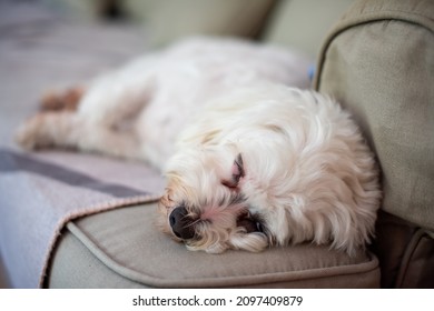 Maltese Poodle Laying On Sofa