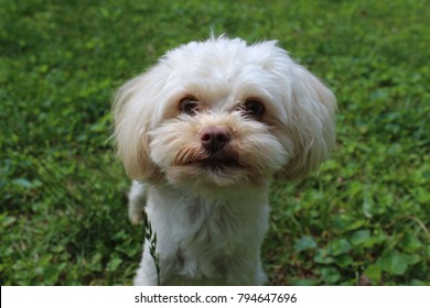 Maltese Poodle Mix Stock Photo 794647696 | Shutterstock