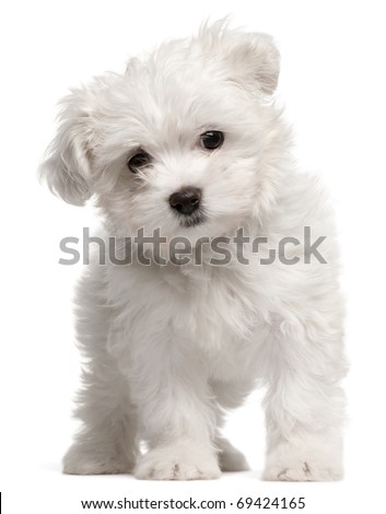 Maltese puppy, 2 months old, standing in front of white background
