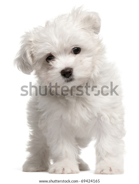 马耳他小狗 2 个月大 站在白色背景前库存照片 立即编辑