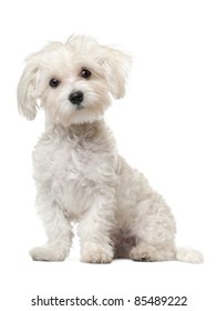 Maltese puppy, 6 months old, sitting in front of white background