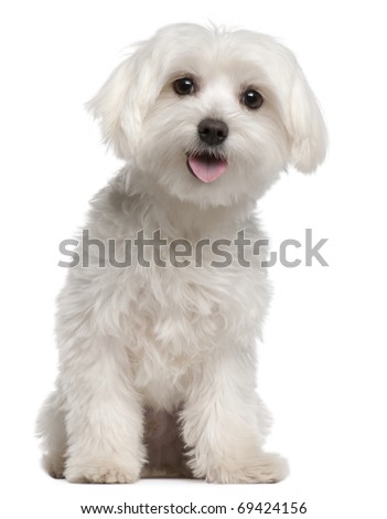Maltese puppy, 9 months old, sitting in front of white background