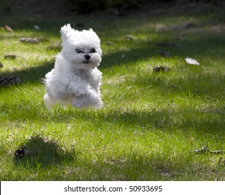 Maltese Puppy Running