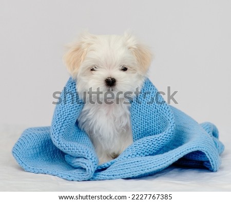 Maltese puppy sitting on a white bed wrapped in a blue knitted blanket. Cozy autumn concept