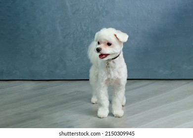 Maltese Puppy Stands On The Quartz Vinyl Floor.