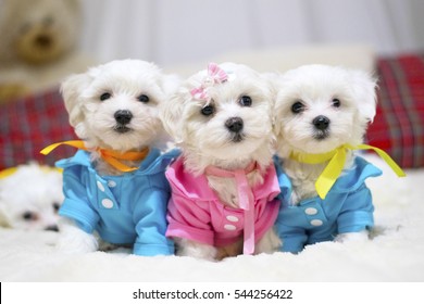 Maltese Pups