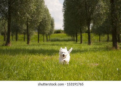 A Maltese Running On Grass, Outside