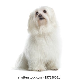 Maltese Sitting, Looking Up, Isolated On White