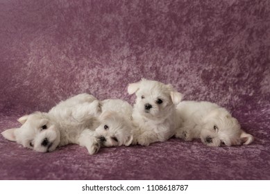 Maltese White Puppies