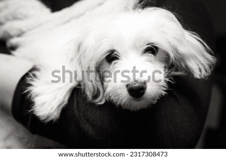 Malti-poo. Maltipoo. Black and white processing. Designer dog. Maltese Poodle mix. Crossbreed. White fluffy dog. Puppy. Puppy held in arms. Holding dog. Family pet. Small breed.