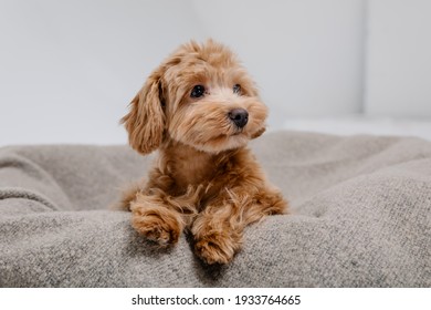 Maltipoo dog. Adorable Maltese and Poodle mix Puppy in studio