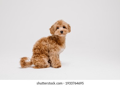 Maltipoo dog. Adorable Maltese and Poodle mix Puppy in studio
