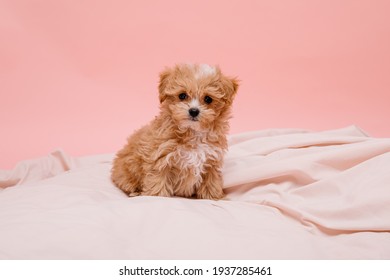 fluffy white maltipoo puppies