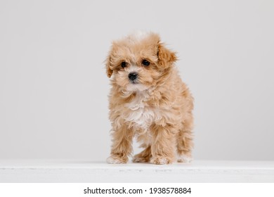 1,396 Maltipoo Images, Stock Photos & Vectors | Shutterstock