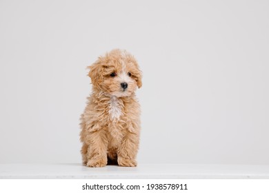 white maltese poodle mix puppies