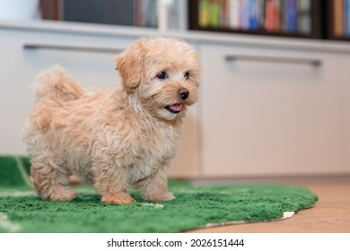 Maltipoo Dog. Adorable Maltese And Poodle Mix Puppy At Home