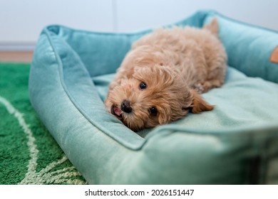 Maltipoo Dog. Adorable Maltese And Poodle Mix Puppy At Home