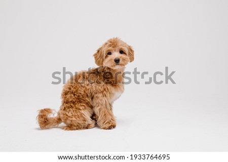 Maltipoo dog. Adorable Maltese and Poodle mix Puppy in studio