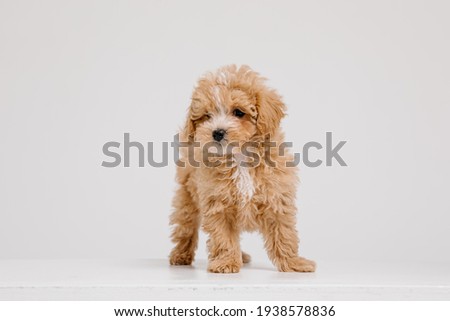 Maltipoo dog. Adorable Maltese and Poodle mix Puppy on white background