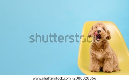 Maltipoo dog. Adorable Maltese and Poodle mix Puppy. Dog on Blue background. Banner