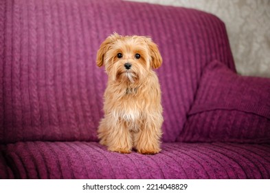 Maltipu Puppy Cute Pet Photo