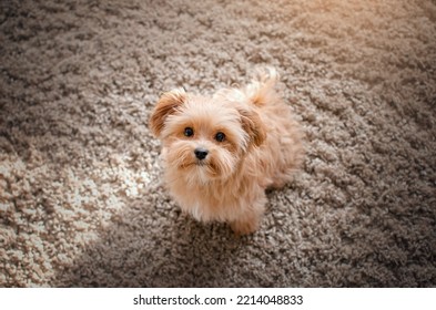 Maltipu Puppy Cute Pet Photo