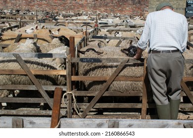 Malton, North Yorkshire UK. May 17, 2022. Farmer Looking At Sheep In Pens. Malton Livestock Market