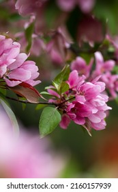 Malus Crabapple Ballerina Maypole Blooming