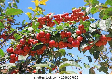 Malus Crabapple In The Garden